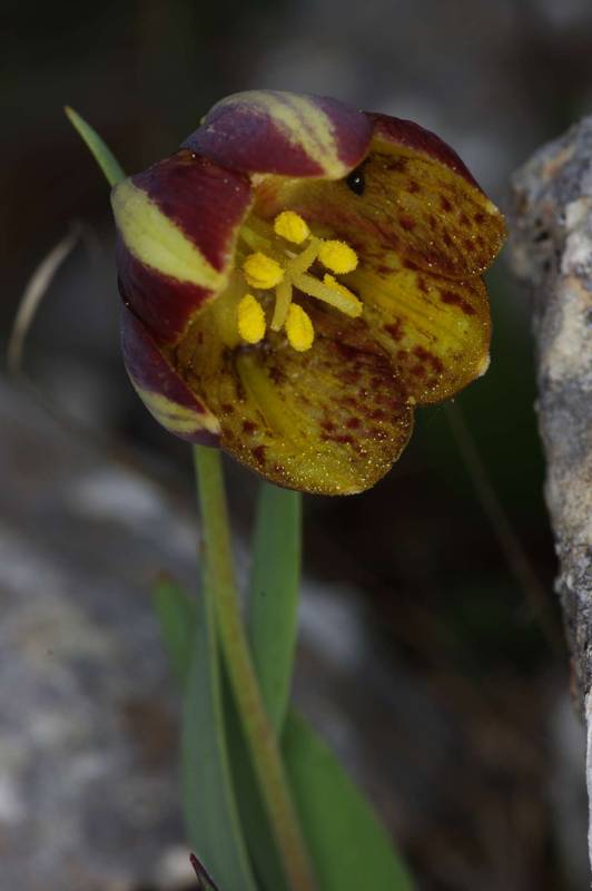 Ελικώνας topoguide: Fritillaria graeca