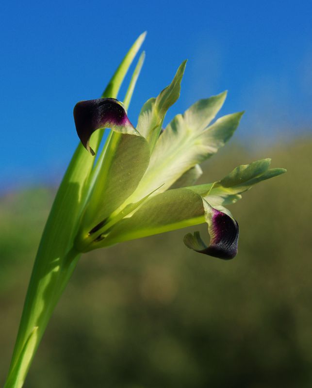 Οροπέδιο Φούσκες: Iris tuberosa