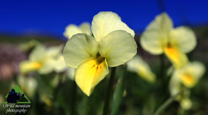Το Βελούχι (Τυμφρηστός): Viola aetolica, το λαμπερό αστέρι των οροπεδίων του Τυμφρηστού Νότια Ευρυτανία topoguide
