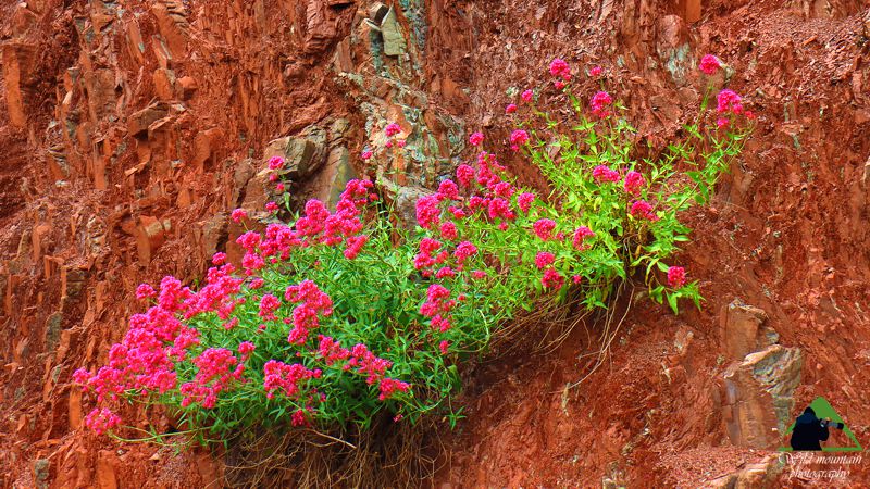 Η χλωρίδα της Νότιας Ευρυτανίας: Centranthus ruber Ευρυτανία topoguide