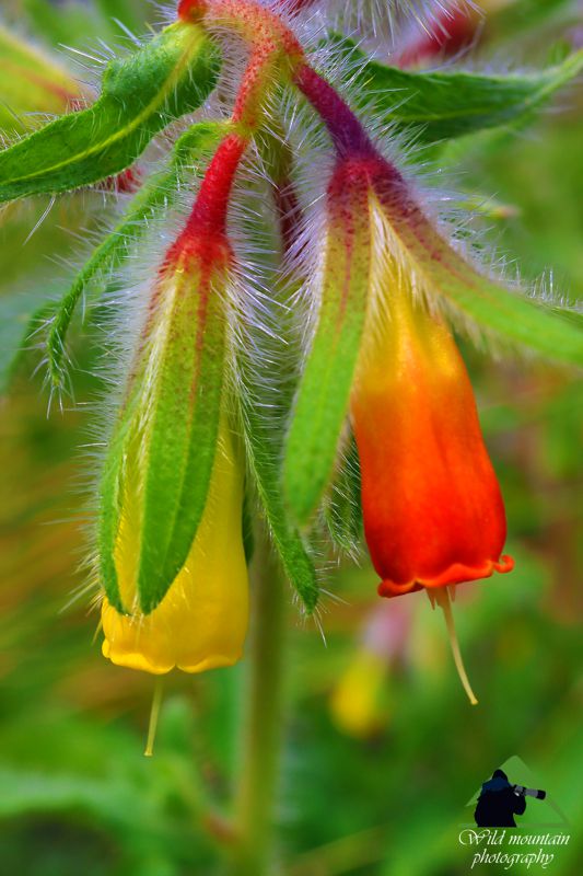 Η χλωρίδα της Νότιας Ευρυτανίας: Onosma frutescens Ευρυτανία topoguide