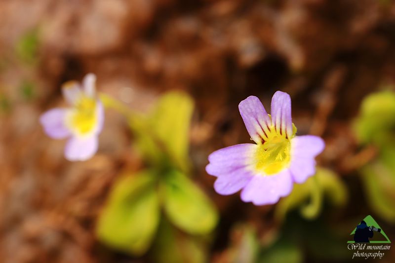 Η χλωρίδα της Νότιας Ευρυτανίας: Pinguicula crystallina Ευρυτανία topoguide
