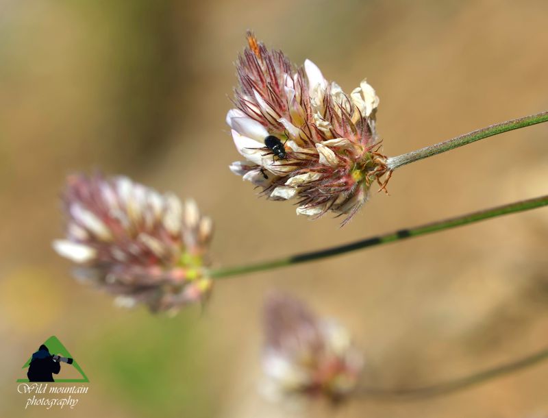 Η χλωρίδα της Νότιας Ευρυτανίας: Onobrychis ebenoides Ευρυτανία topoguide