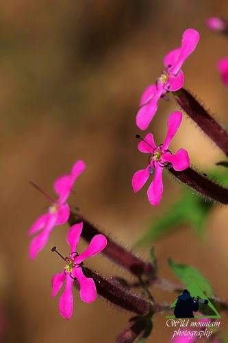 Η χλωρίδα της Νότιας Ευρυτανίας: Saponaria calabrica Ευρυτανία topoguide