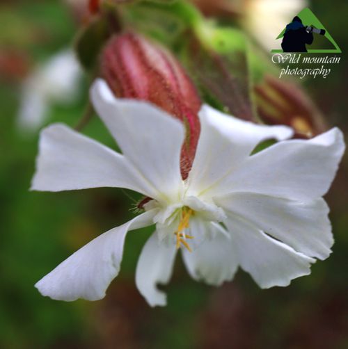 Η χλωρίδα της Νότιας Ευρυτανίας: Silene latifolia Ευρυτανία topoguide