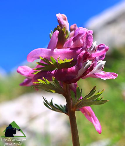 Η χλωρίδα της Νότιας Ευρυτανίας: Corydalis solida biflorus Ευρυτανία topoguide