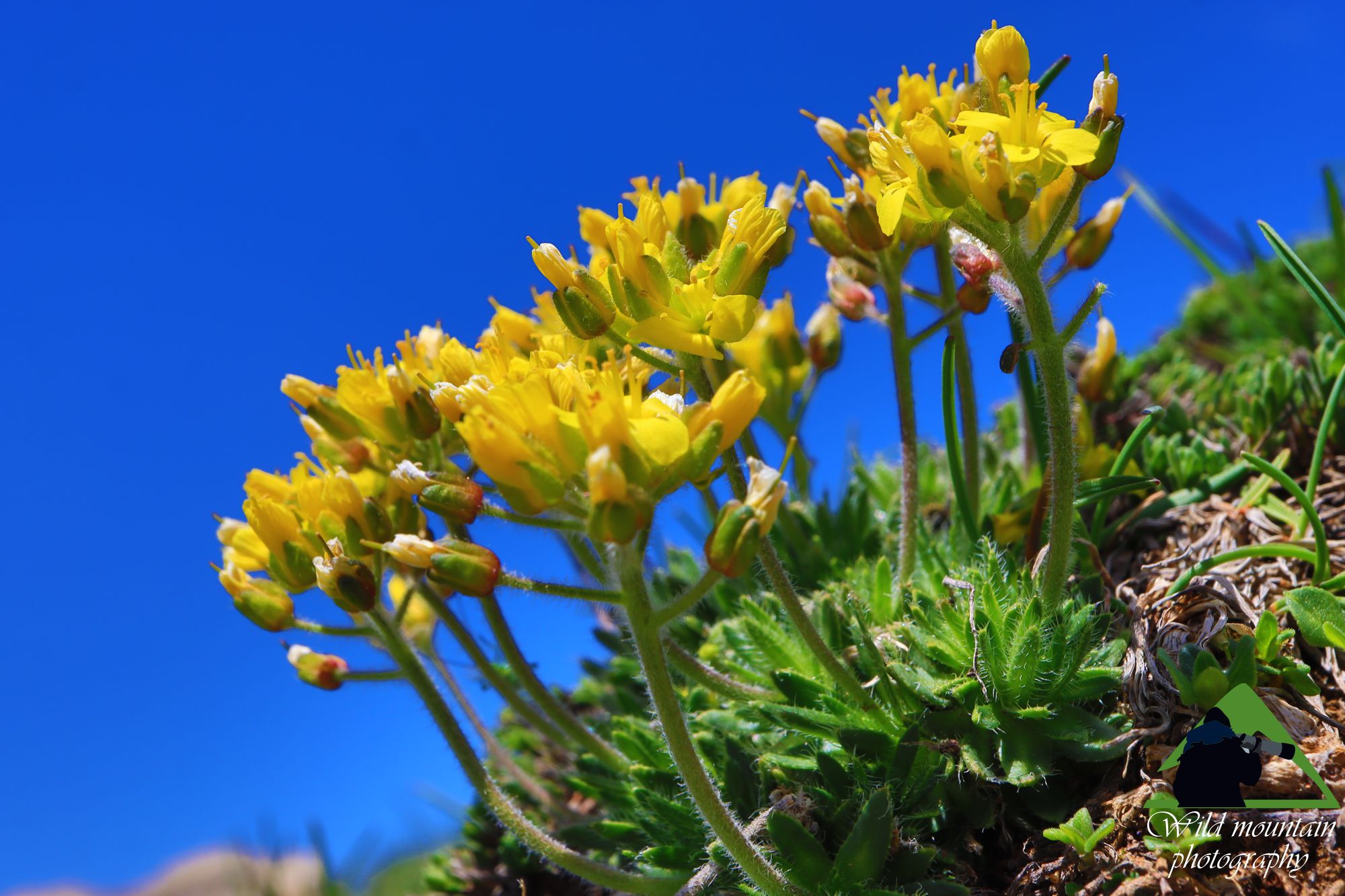 Η χλωρίδα της Νότιας Ευρυτανίας: Draba lasiocarpa στο Βελούχι Η χλωρίδα της Νότιας Ευρυτανίας: Draba lasiocarpa στο Βελούχι