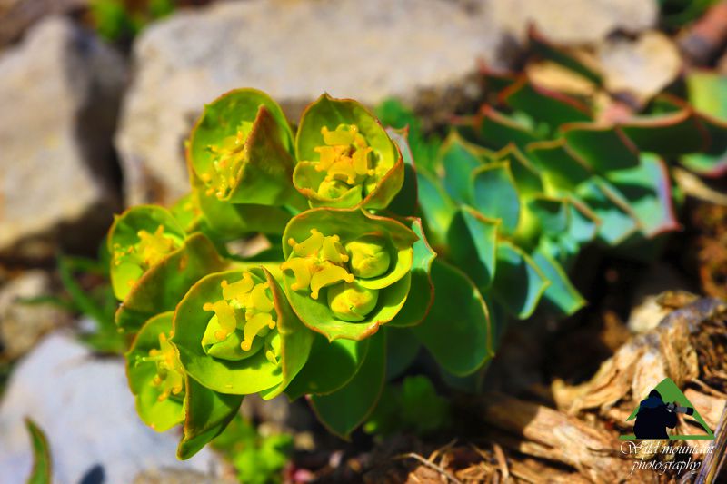 Η χλωρίδα της Νότιας Ευρυτανίας: Euphorbia myrsinites Ευρυτανία topoguide