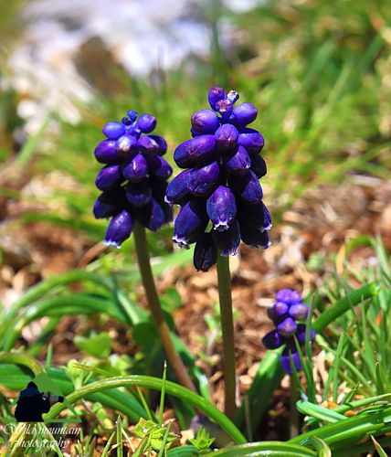 Η χλωρίδα της Νότιας Ευρυτανίας: Muscari neglectum Ευρυτανία topoguide