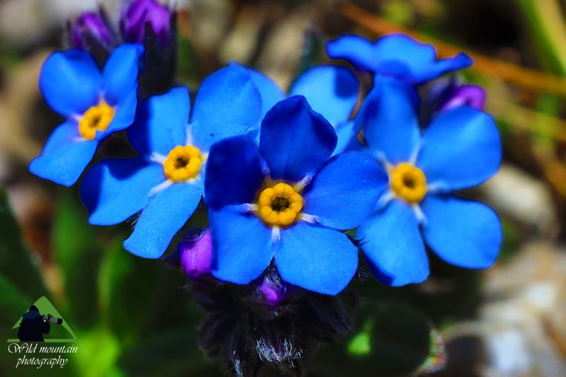 Η χλωρίδα της Νότιας Ευρυτανίας: Myosotis alpestris subsp. suaveolens Ευρυτανία topoguide