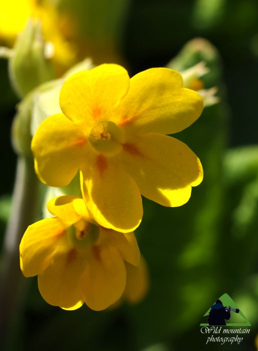 Η χλωρίδα της Νότιας Ευρυτανίας: Primula veris Ευρυτανία topoguide
