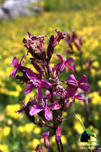 Η χλωρίδα της Νότιας Ευρυτανίας: Viscaria atropurpurea Ευρυτανία topoguide