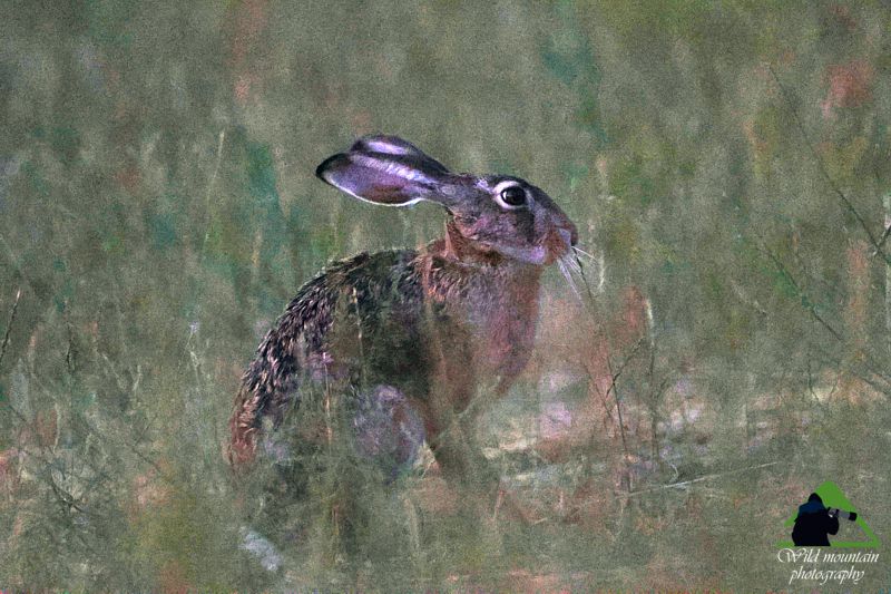 Θηλαστικά της Νότιας Ευρυτανίας: Λαγός (Lepus europaeus) Ευρυτανία topoguide