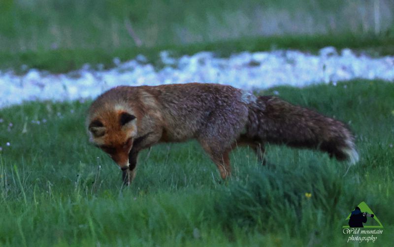 Θηλαστικά της Νότιας Ευρυτανίας: Αλεπού (Vulpes vulpes) Ευρυτανία topoguide
