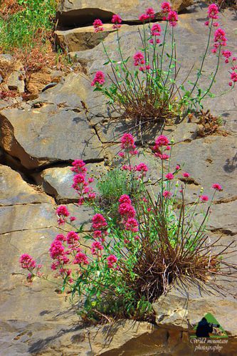 Το οδικό δίκτυο της Νότιας Ευρυτανίας: Centranthus ruber Νότια Ευρυτανία topoguide