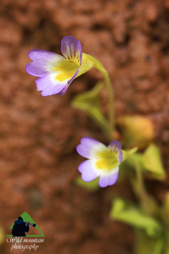Το οδικό δίκτυο της Νότιας Ευρυτανίας: Pinguicula crystallina Νότια Ευρυτανία topoguide