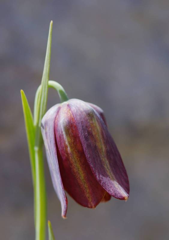  Γκιώνα topoguide: Fritillaria mutabilis