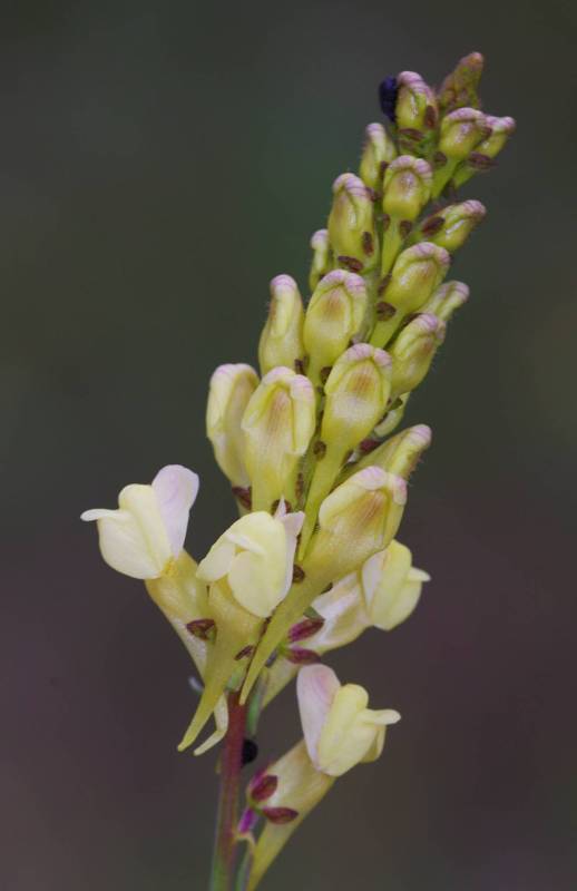  Giona topoGuide: Linaria peloponnesiaca