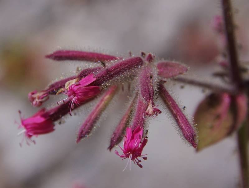 Mt Giona, Flora of Reka gorge: Saponaria glutinosa