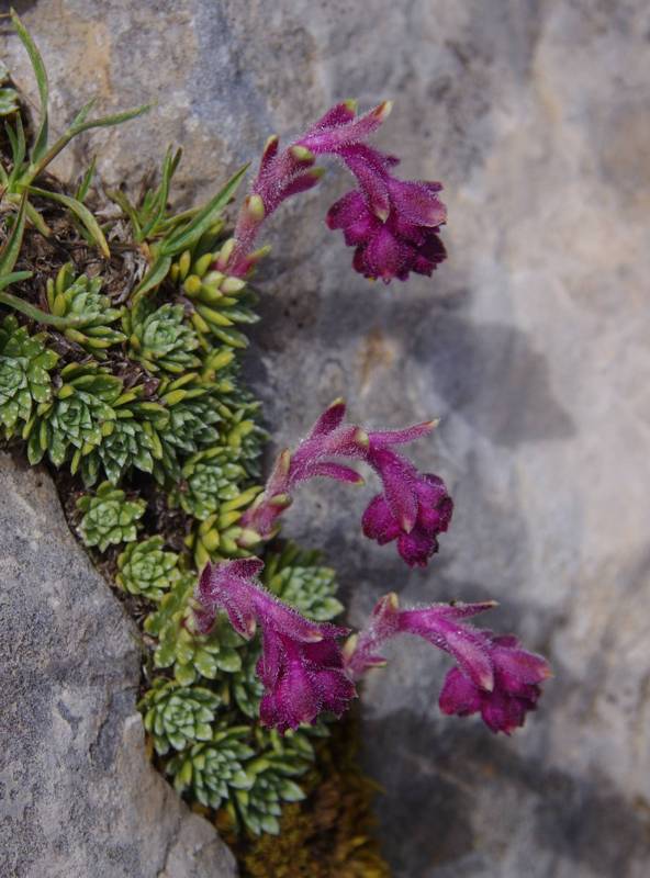 Mt Giona topoGuide: Saxifraga sempervivum