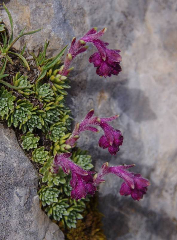  Γκιώνα topoguide: Saxifraga sempervivum