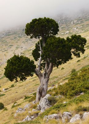 Γκιώνα: Μονοπάτι Μπέκου