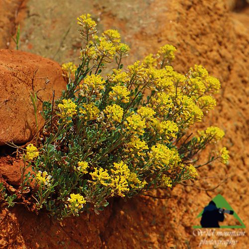 Χλωρίδα στο όρος Καντήλι: Alyssum euboeum, στενοενδημικό του Καντηλιού Βόρεια Εύβοια topoguide