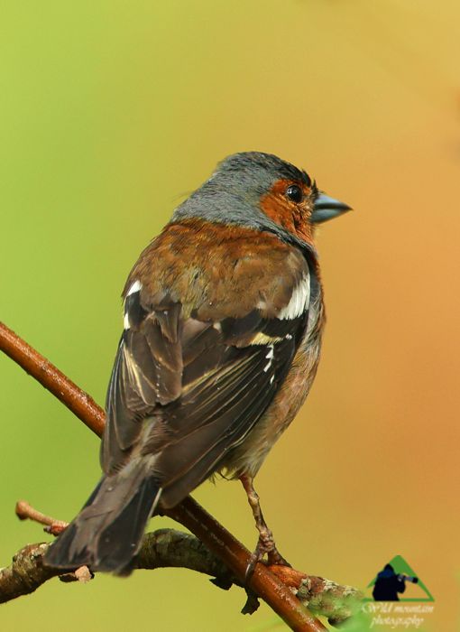 Πουλιά στο όρος Καντήλι: Σπίνος (Fringilla coelebs) Βόρεια Εύβοια topoguide