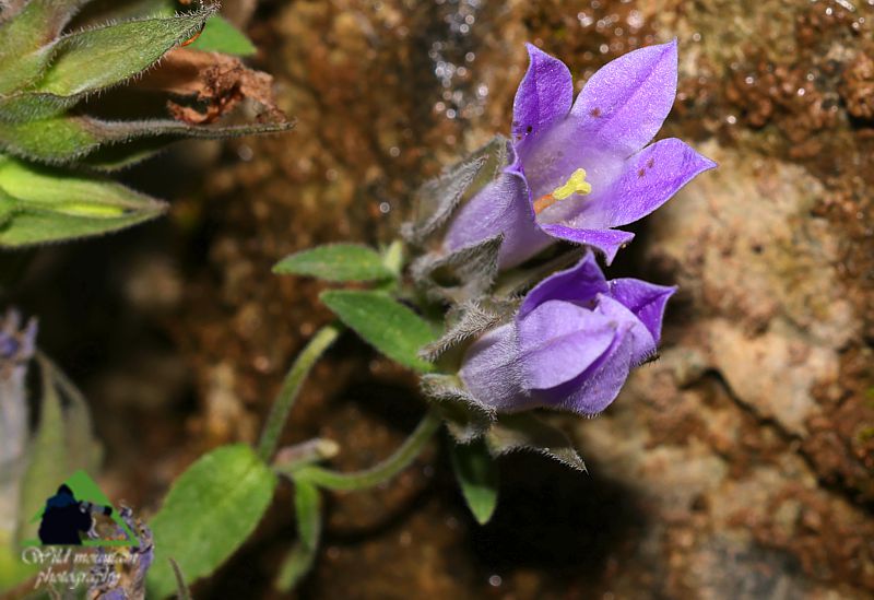 Χλωρίδα στο όρος Καντήλι: Campanula goulimyi, ενδημική των ευβοϊκών βράχων Βόρεια Εύβοια topoguide