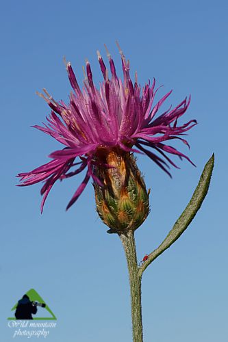 Χλωρίδα στο όρος Καντήλι: Centaurea attica subsp. attica, ενδημικό Αττικής και Εύβοιας Βόρεια Εύβοια topoguide