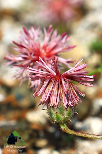 Χλωρίδα στο όρος Καντήλι: Centaurea ebenoides, ενδημικό Αττικής και Εύβοιας Βόρεια Εύβοια topoguide