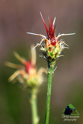 Χλωρίδα στο όρος Καντήλι: Centaurea euboica subsp. euboica, ενδημικό της Εύβοιας Βόρεια Εύβοια topoguide