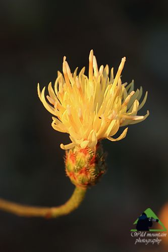 Χλωρίδα στο όρος Καντήλι: Centaurea mantoudii, ενδημικό Πελοποννήσου, Στερεάς Ελλάδας και Εύβοιας Βόρεια Εύβοια topoguide