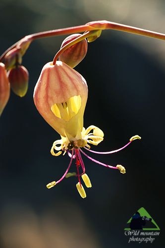 Χλωρίδα στο όρος Καντήλι: Silene fabaria subsp. domokina, ενδημικό Στερεάς Ελλάδας και Εύβοιας Βόρεια Εύβοια topoguide