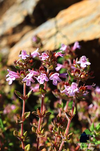 Χλωρίδα στο όρος Καντήλι: Thymus teucrioides subsp. candilicus, ελληνικό ενδημικό Βόρεια Εύβοια topoguide