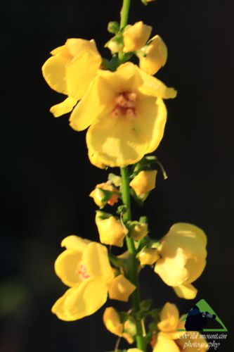 Χλωρίδα στο όρος Καντήλι: Verbascum limnense, ενδημικό της Εύβοιας Βόρεια Εύβοια topoguide