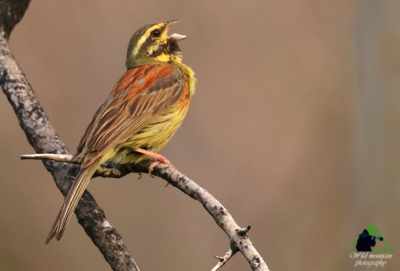 Πουλιά στο Ξηρόν Όρος: Σιρλοτσίχλονο (Emberiza cirlus) Βόρεια Εύβοια topoguide