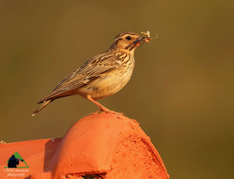 Πουλιά στο Ξηρόν Όρος: Δεντροσταρήθρα (Lullula arborea) Βόρεια Εύβοια topoguide