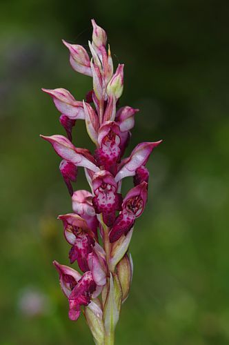Χλωρίδα στα Καλάνια: Anacamptis coriophora subsp. fragrans Παρνασσός topoguide