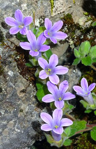 Χλωρίδα στα Καλάνια: Campanula topaliana subsp. delphica Παρνασσός topoguide
