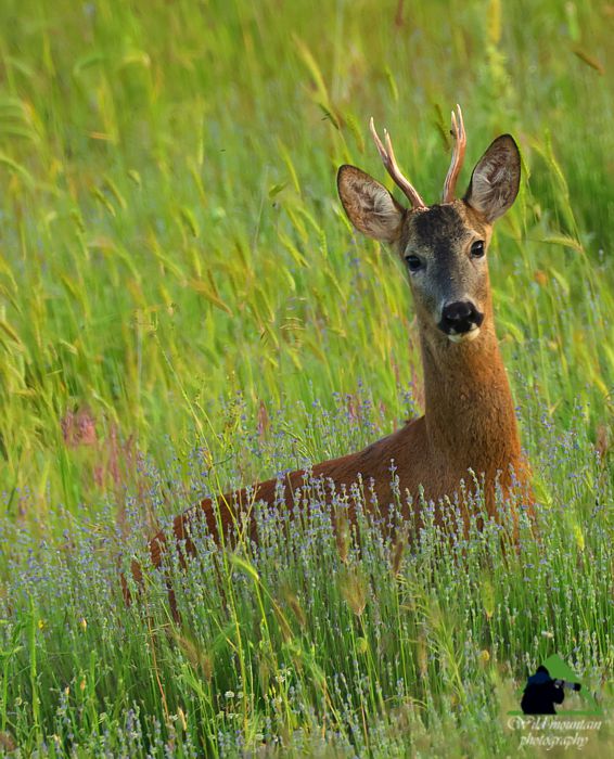 Τα Καλάνια: Ζαρκάδι (Capreolus capreolus) Παρνασσός topoguide