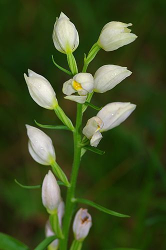 Χλωρίδα στα Καλάνια: Cephalanthera damasonium Παρνασσός topoguide
