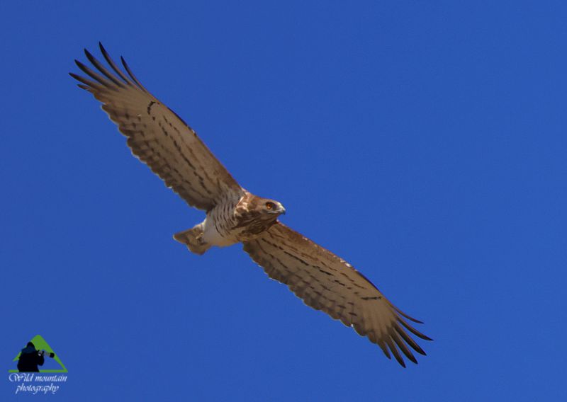 Τα Καλάνια: Φιδαετός (Circaetus gallicus) Παρνασσός topoguide