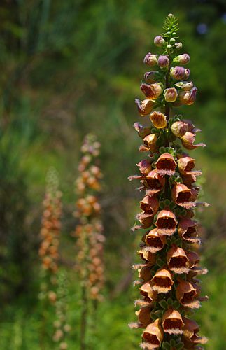 Χλωρίδα στα Καλάνια: Digitalis ferruginea Παρνασσός topoguide