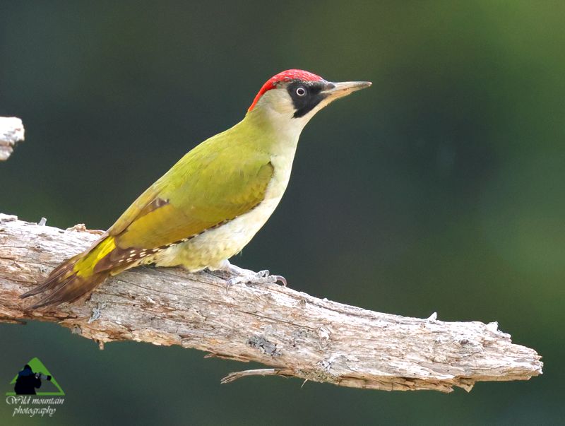 Τα Καλάνια: Πράσινος δρυοκολάπτης (Picus viridis) Παρνασσός topoguide