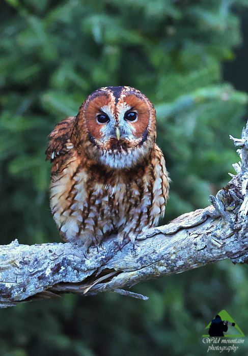 Τα Καλάνια: Χουχουριστής (Strix aluco) Παρνασσός topoguide