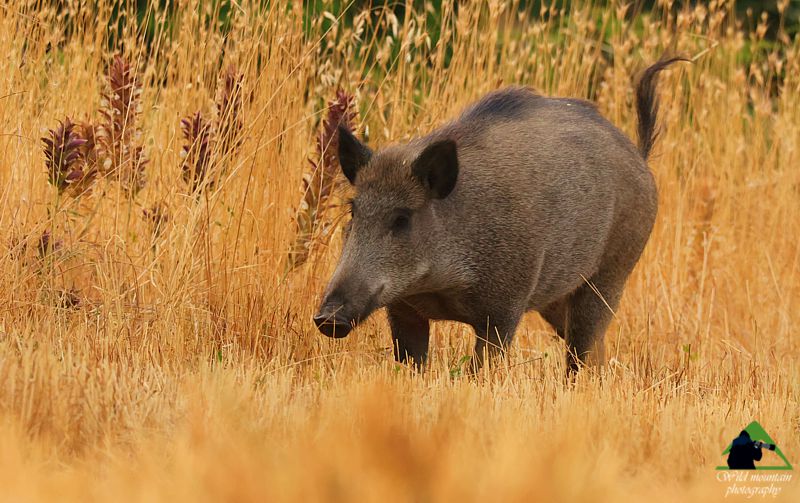 Τα Καλάνια: Αγριογούρουνο (Sus scrofa) Παρνασσός topoguide