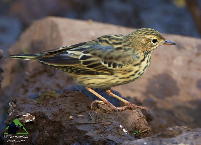 Τα πουλιά του Δύστου: Δεντροκελάδα (Anthus trivialis) Νότια Εύβοια topoguide