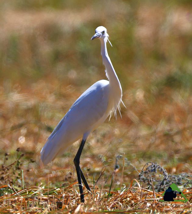 Τα πουλιά του Δύστου: Αργυροτσικνιάς (Ardea alba) Νότια Εύβοια topoguide