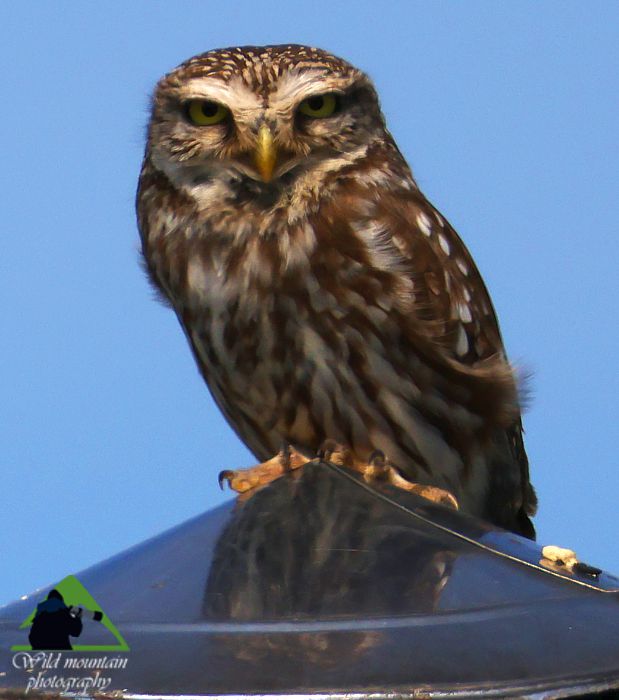 Τα πουλιά του Δύστου: Κουκουβάγια (Athene noctua) Νότια Εύβοια topoguide